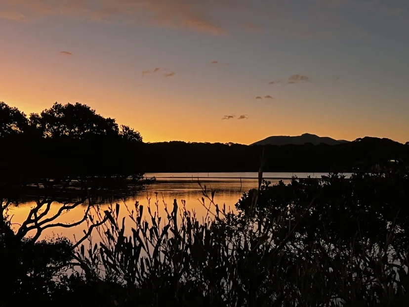 The Bermagui River at sunset, with trees silhouetted against the water
