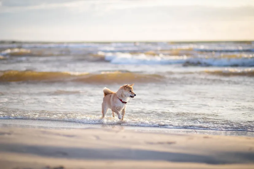 A dog running through the shallows at the edge of the water on a beach at sunset