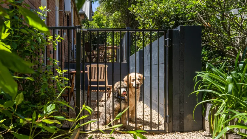 A dog in the garden courtyard of a pet-friendly apartment