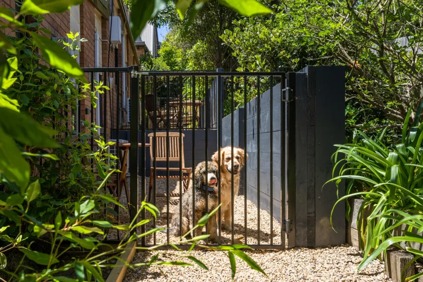 A dog in the garden courtyard of a pet-friendly apartment