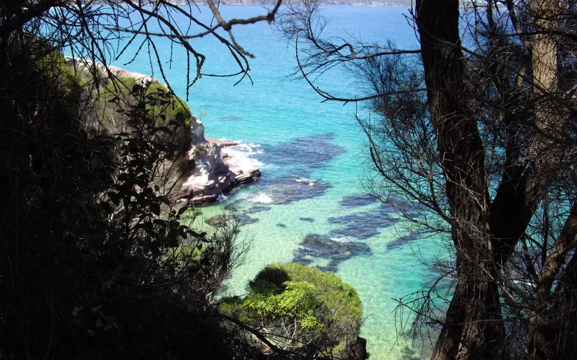 A sheltered turquoise cove glimpsed through coastal trees