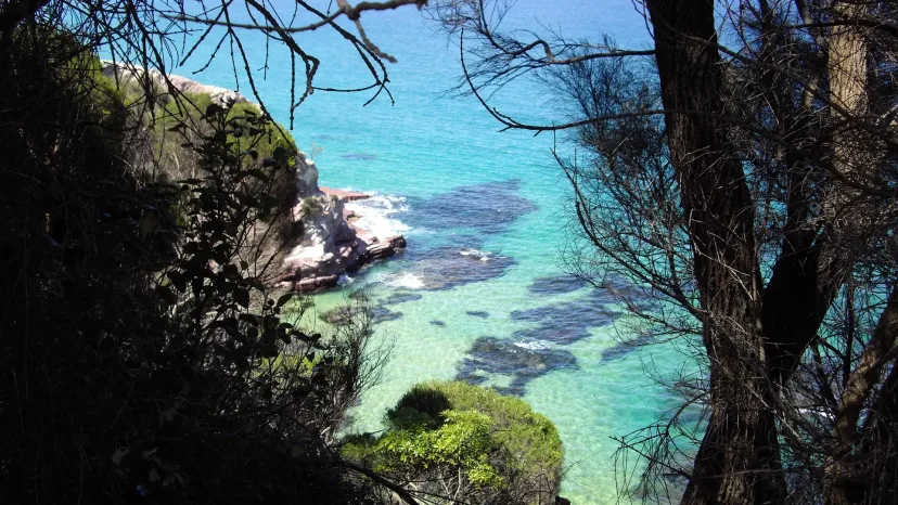 A sheltered turquoise cove glimpsed through coastal trees