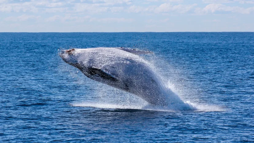 A humpback whale breaching clear of the water off the coast