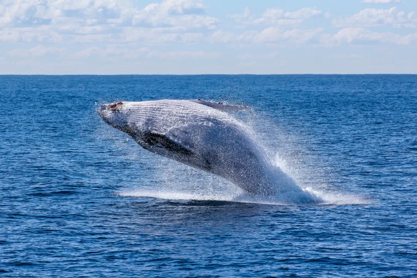 A humpback whale breaching clear of the water off the coast
