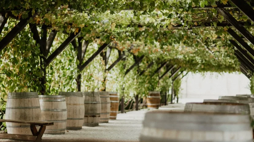 Oak wine barrels stacked at a local winery